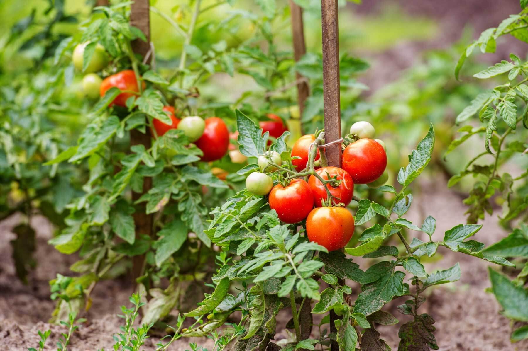 Phoenix Hybrid Tomate Samen, Planting
