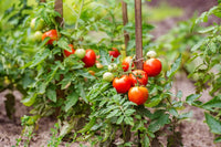 Phoenix Hybrid Tomate Samen, Planting