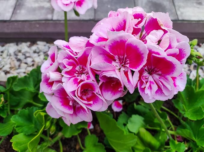 Gemischt Geranie Pelargonium spp Blumensamen zur Aussaat Blume Beet