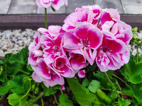 Gemischt Geranie Pelargonium spp Blumensamen zur Aussaat Blume Beet