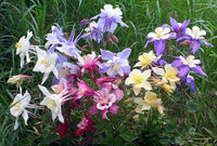 Columbine aquilegia blume samen
