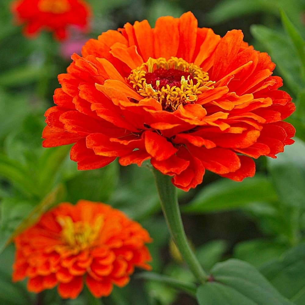 Orange Zinnie Samen Garten Essentials farbenfroh Blüten