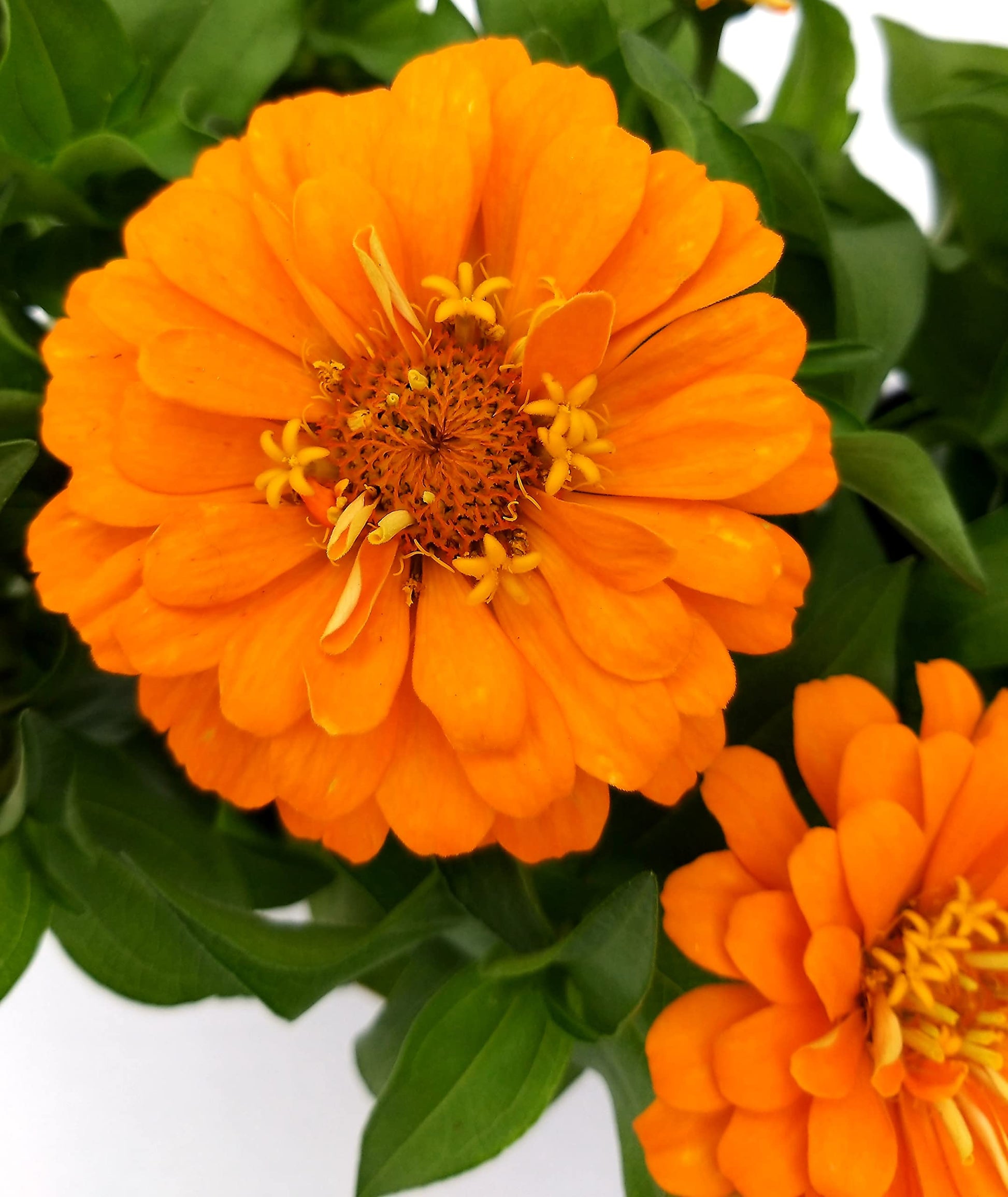 Zinnia colorato giallo samen for bright gelb blooms
