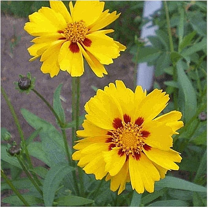 Largeflower Tickseed Wildblume Samen leuchtend – Cheerful Blumen