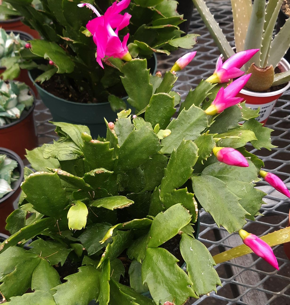 Rosa Zygocactus Truncatus Blumensamen zur Aussaat – hochwertige Qualitäts- – Traditionssorte & ohne Gentechnik Samen Hausgarten