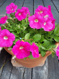 Celebrity niagara mix petunia samen for balcony baskets