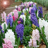Hyacinth Blumensamen zur Aussaat – farbenfroh Schau – Traditionssorte & ohne Gentechnik Samen Hausgarten