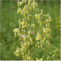 Lila Meadow Rue Thalictrum dioicum Samen zur Aussaat native Wildblume Garten