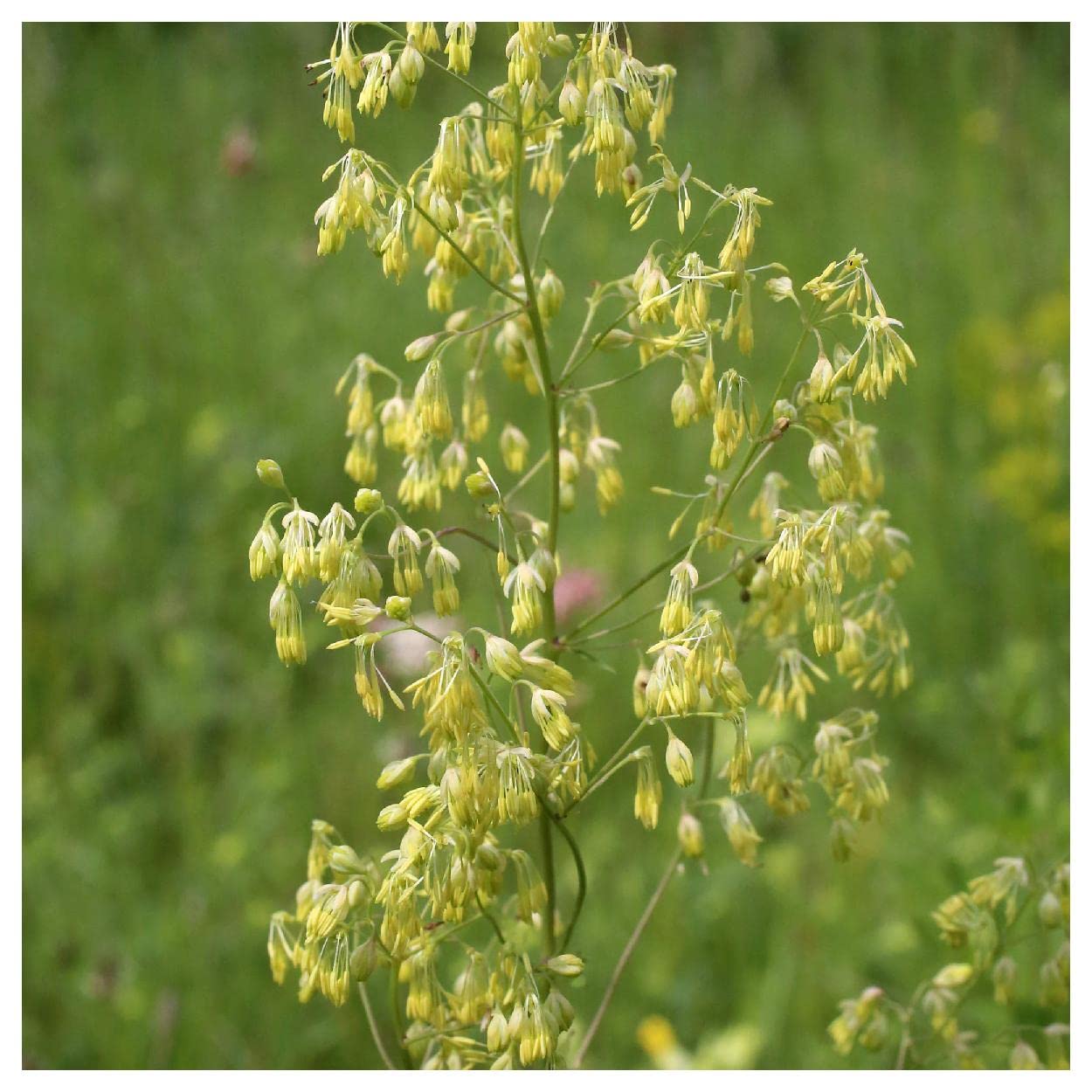 Lila Meadow Rue Thalictrum dioicum Samen zur Aussaat native Wildblume Garten