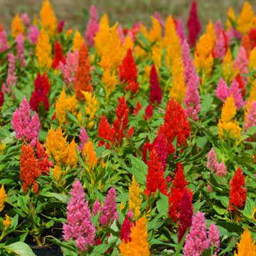 Heirloom (heirloom celosia) samen for anpflanzung in home garten
