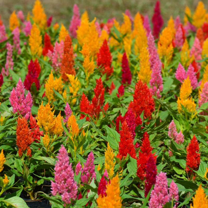 Heirloom (heirloom celosia) samen for anpflanzung in home garten