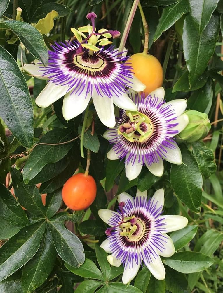 Gelb Violett Passion Blumensamen zur Aussaat kompakt Wuchs Traditionssorte & ohne Gentechnik Samen Hausgarten