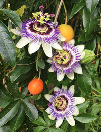 Gelb Violett Passion Blumensamen zur Aussaat kompakt Wuchs Traditionssorte & ohne Gentechnik Samen Hausgarten