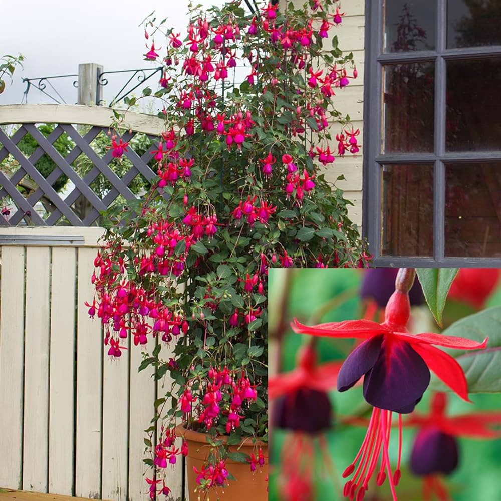 dunkel Kastanienrot Rot Fuchsie Blumensamen zur Aussaat Wildblume Mischung Traditionssorte & ohne Gentechnik Samen Hausgarten