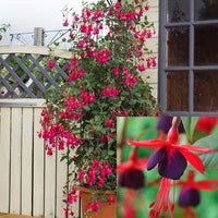 dunkel Kastanienrot Rot Fuchsie Blumensamen zur Aussaat Wildblume Mischung Traditionssorte & ohne Gentechnik Samen Hausgarten