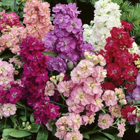 Sera Stock Levkoje Hot Cakes Blumensamen Mischung farbenfroh – duftend Blüten