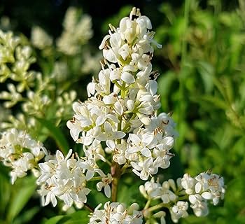 Weiß Privet Blumensamen zur Aussaat – farbenfroh Schau – Traditionssorte & ohne Gentechnik Samen Hausgarten