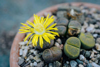 Living stone succulent blume samen for anpflanzung - vibrant colors, heirloom & gmo free samen for home garten
 
 sale for anpflanzung in home garten.
