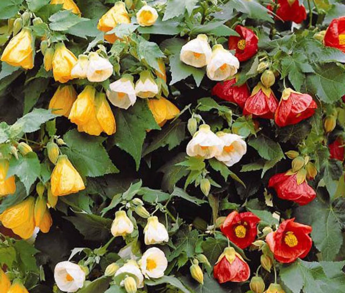Bellvue blume samen for anpflanzung pollinator friendly heirloom & gmo free samen for home garten 
 
 sale for anpflanzung in home garten