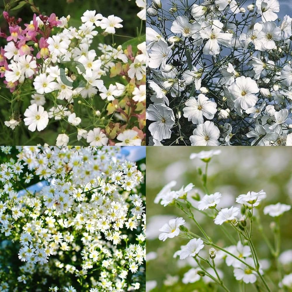 hell Gelb Gypsophila Paniculata Samen pflegeleicht Traditionssorte & ohne Gentechnik Samen Hausgarten
