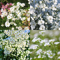 hell Gelb Gypsophila Paniculata Samen pflegeleicht Traditionssorte & ohne Gentechnik Samen Hausgarten