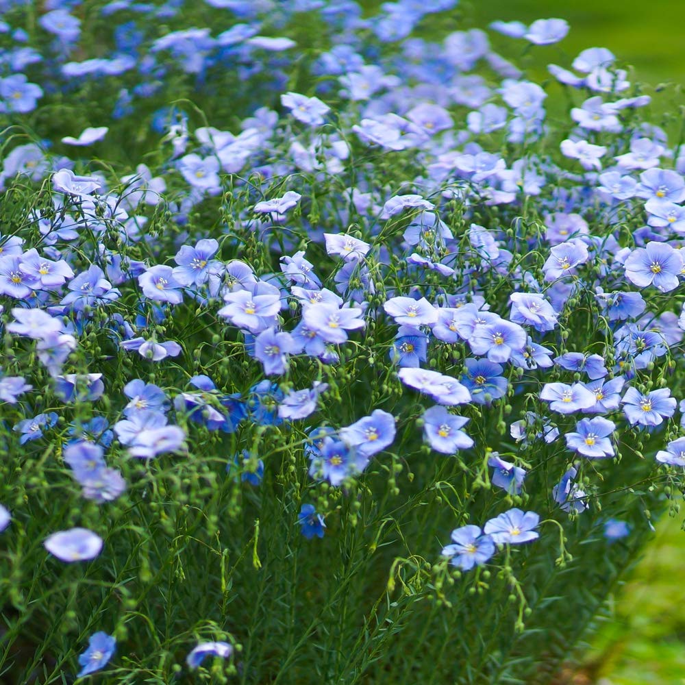 Flax blume samen for anpflanzung - vibrant colors, heirloom & gmo free samen for home garten
 
 sale for anpflanzung in home garten.