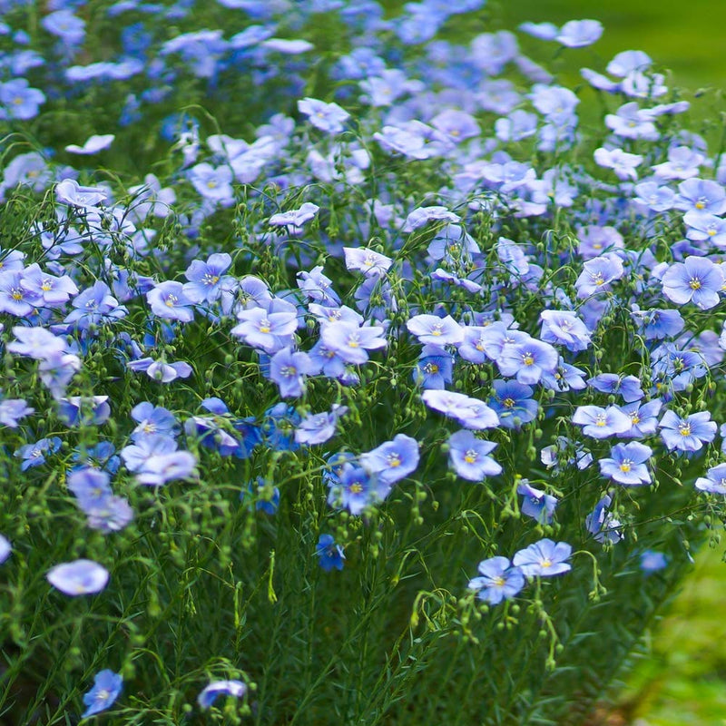Flax blume samen for anpflanzung - vibrant colors, heirloom & gmo free samen for home garten
 
 sale for anpflanzung in home garten.