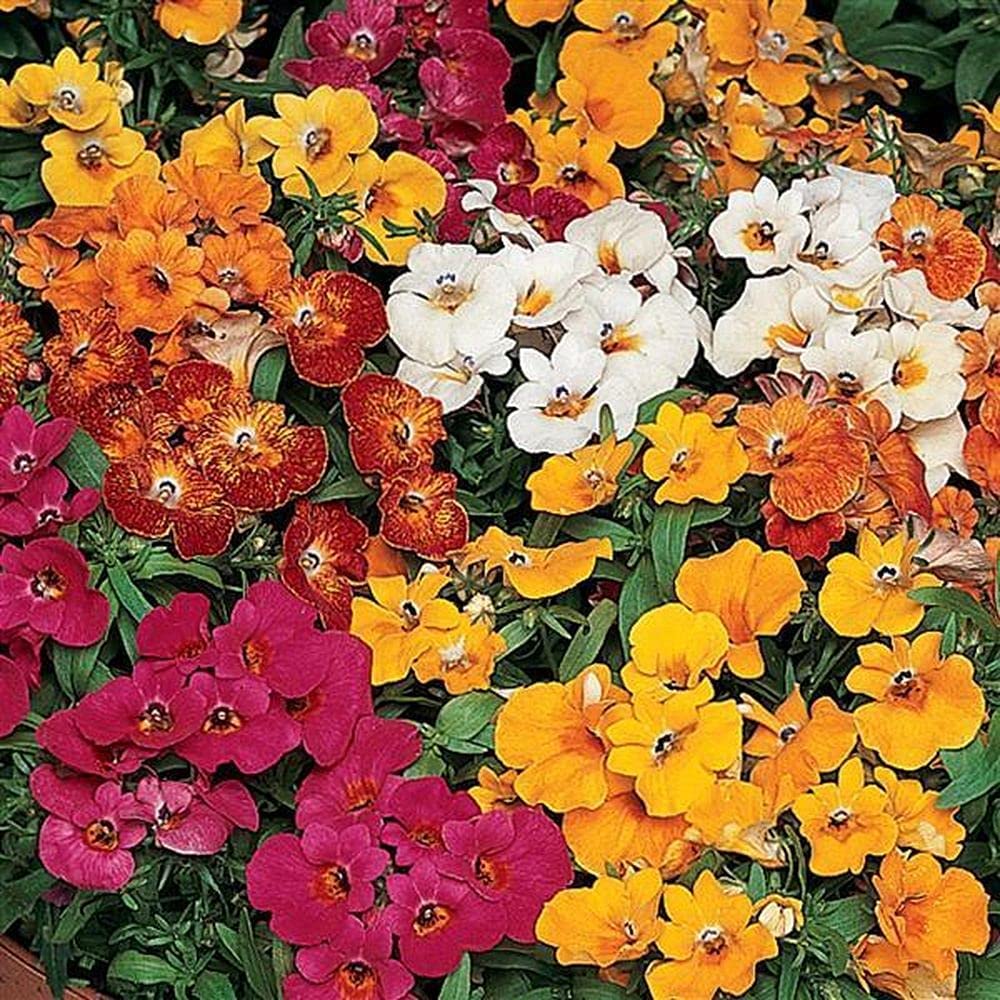 Nemesia masquerade bi-color annual blume samen