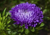 Violett Callistephus Blumensamen zur Aussaat Anzucht Traditionssorte & ohne Gentechnik Samen Hausgarten