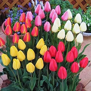 Tulip mix samen for vibrant spring garten blooms