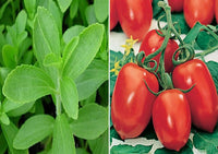 Roma VF Tomate Samen zum Pflanzen Home Garden Gemüse Patch