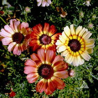 Painted daisy chrysanthemum blume samen