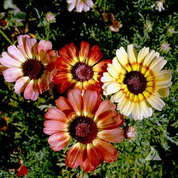 Painted daisy chrysanthemum blume samen