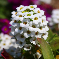 Traditionssorte Weiß bonnet Blumensamen zur Aussaat leuchtend Blüten Traditionssorte & ohne Gentechnik Samen Hausgarten