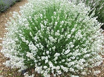 Provence lavender weiß blume samen for anpflanzung - sun loving, heirloom & gmo free samen for home garten
 
 sale for anpflanzung in home garten