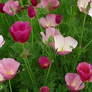 California Lila Gleam Poppy Samen leuchtend – Lila Blüten
