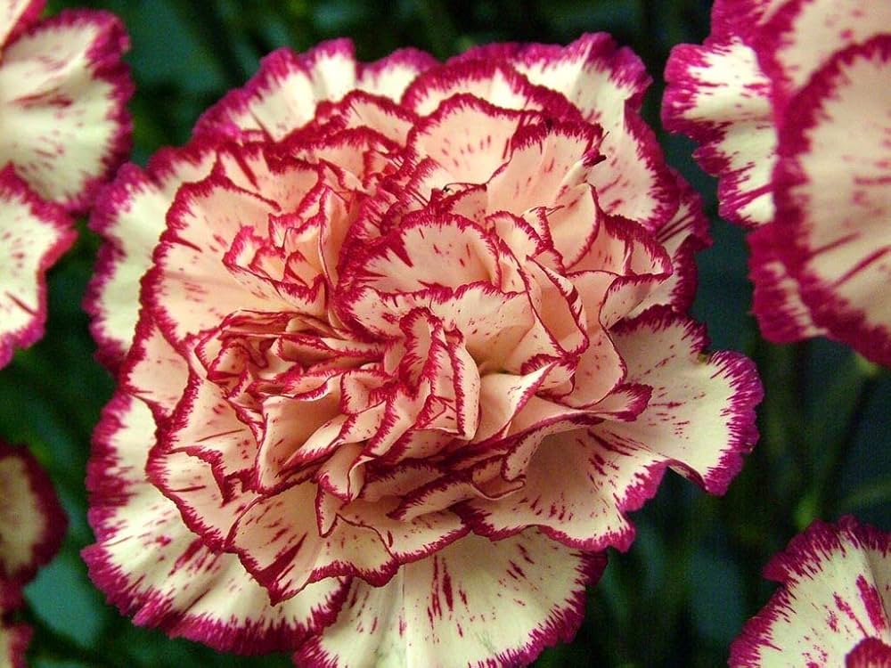 Garofano Orange Nelke Caryophyllus Samen zur Aussaat Blume Beet