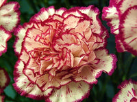 Garofano Orange Nelke Caryophyllus Samen zur Aussaat Blume Beet