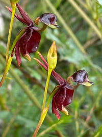Kastanienbraun Flying Duck Orchidee Blumensamen zur Aussaat duftend Blüten Traditionssorte & ohne Gentechnik Samen Hausgarten
