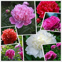 Chinese suffruticosa peony samen for potted pflanzen and garten decoration