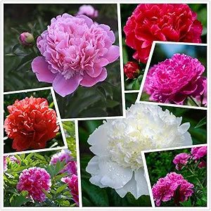 Chinese suffruticosa peony samen for potted pflanzen and garten decoration