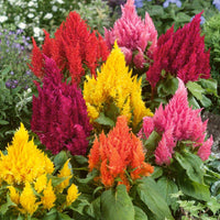Mixed celosia argentea blume samen for anpflanzung wildflower mix heirloom & gmo free samen for home garten 
 
 sale samen for home garten anpflanzung