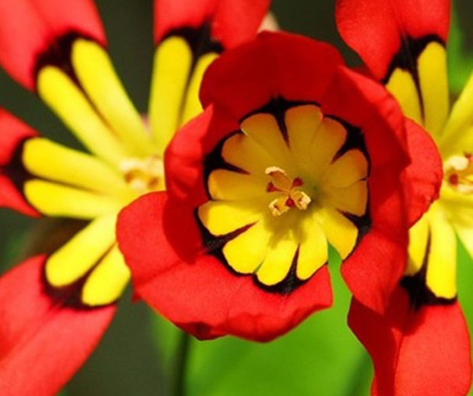 Rot Gelb Sparaxis Blumensamen lang Blüte Saison Traditionssorte ohne Gentechnik biologisch Garten Samen zur Aussaat