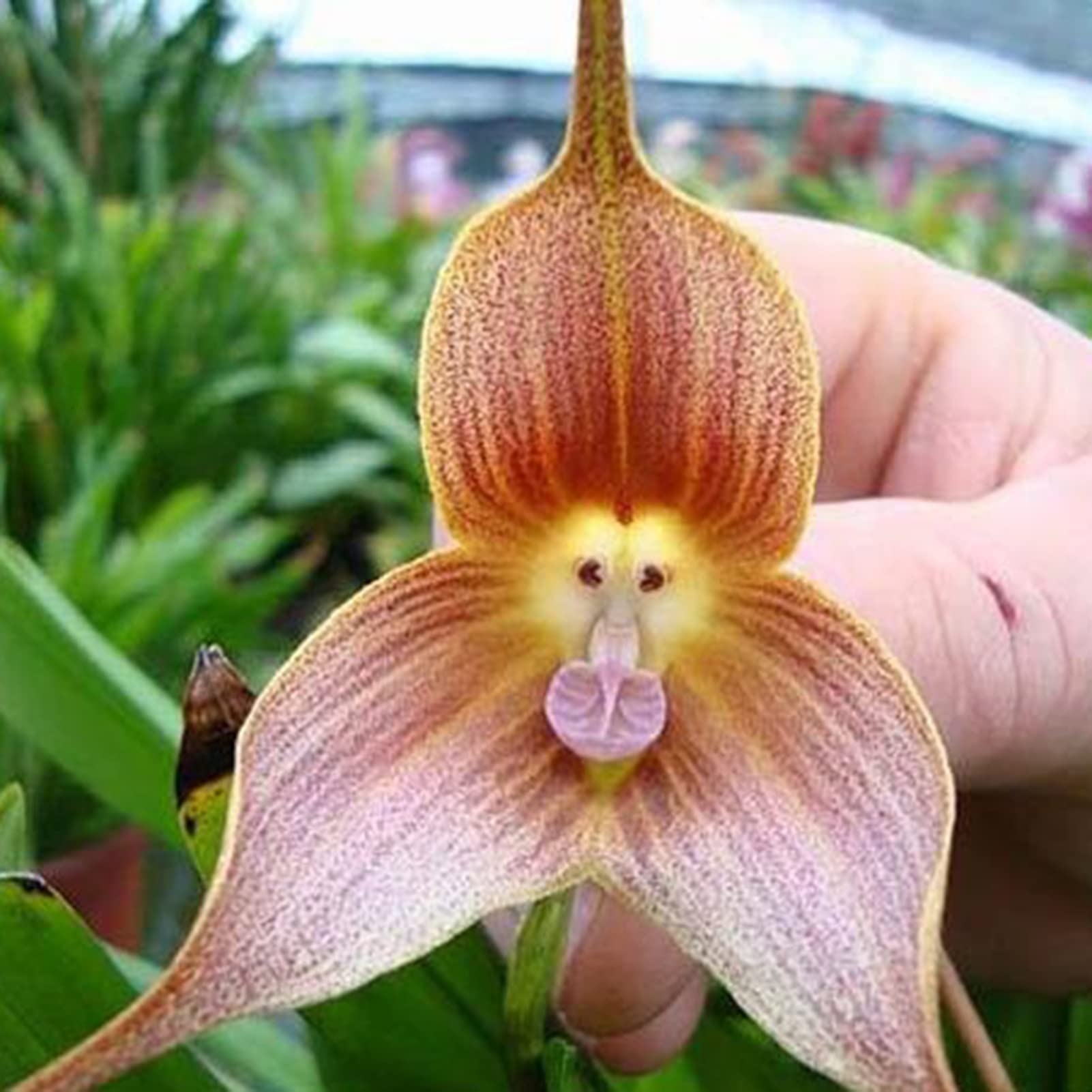 Traditionssorte hell Gelb Monkey Face Orchidee Samen Blumensamen zur Aussaat robust Sorte Traditionssorte & ohne Gentechnik Samen Hausgarten
