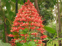 Rot Pagoda Blumensamen zur Aussaat – saisonal Dauerblüher – Traditionssorte & ohne Gentechnik Samen Hausgarten