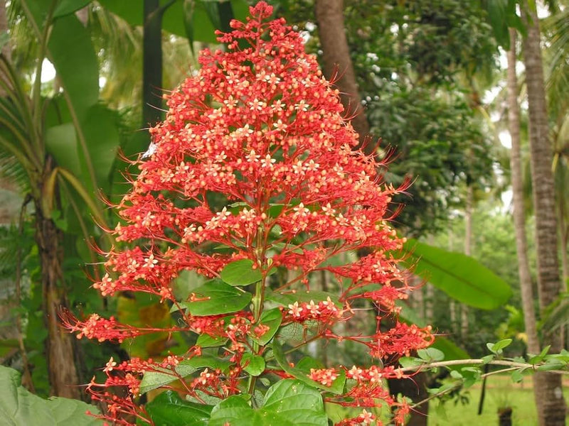Rot Pagoda Blumensamen zur Aussaat – saisonal Dauerblüher – Traditionssorte & ohne Gentechnik Samen Hausgarten