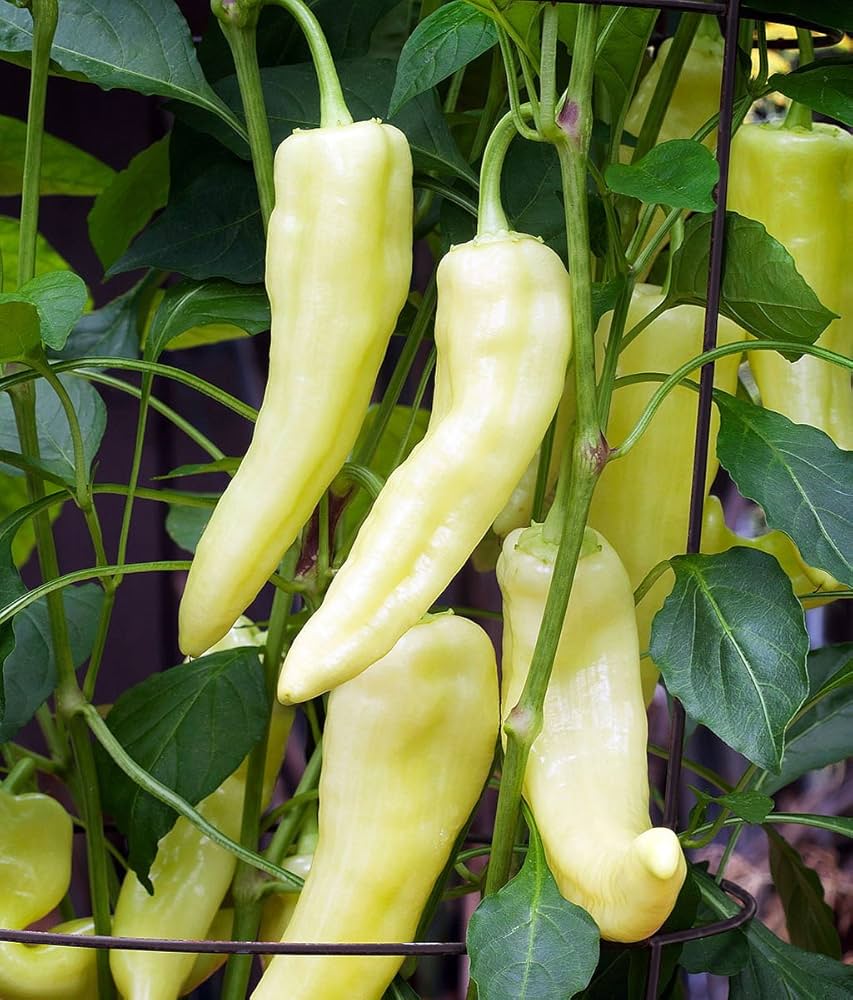 Banana Pepper Paprika Samen