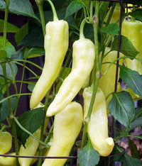 Banana Pepper Paprika Samen
