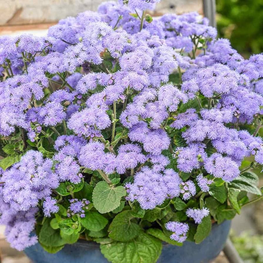 Pezzi di Semi di Piante Blau Ageratum