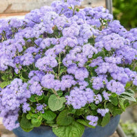 Pezzi di Semi di Piante Blau Ageratum